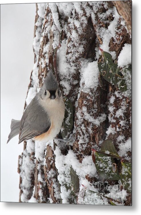 Nature Metal Print featuring the photograph Tufted Titmouse #143 by Jack R Brock