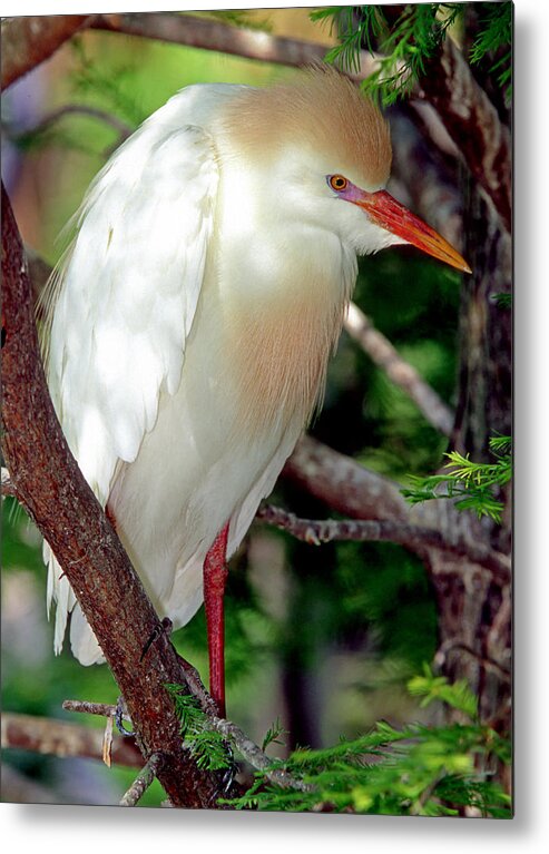 Fauna Metal Print featuring the photograph Cattle Egret Adult In Breeding Plumage #15 by Millard H. Sharp