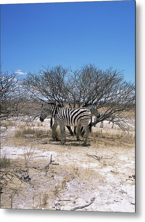 Equus Quagga Burchellii Metal Print featuring the photograph Burchells Zebra #2 by Sinclair Stammers/science Photo Library