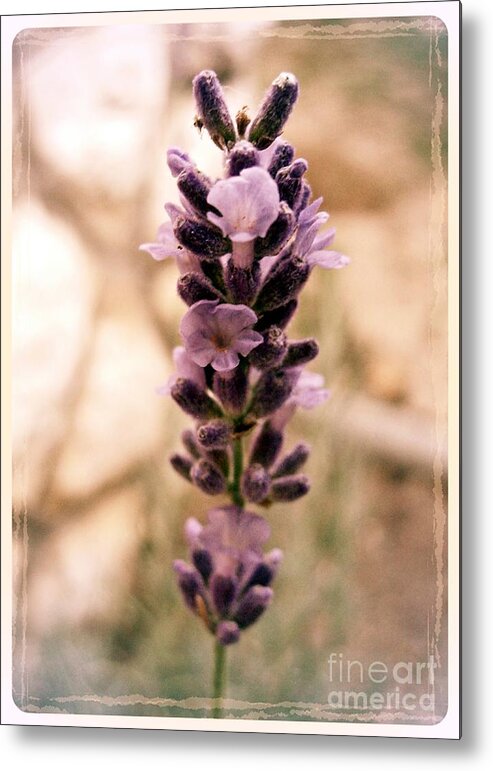 Lavender Metal Print featuring the photograph Lavender 4 by Nina Ficur Feenan