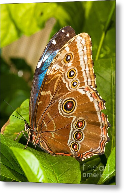 Nature Metal Print featuring the photograph Blue Morpho Butterfly #5 by Millard H. Sharp