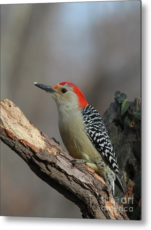 Nature Metal Print featuring the photograph Red-bellied Woodpecker #55 by Jack R Brock