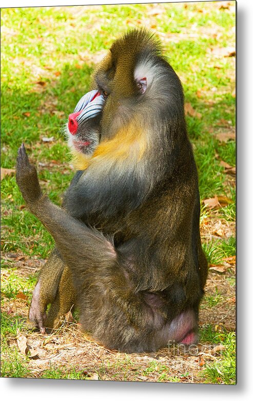 Nature Metal Print featuring the photograph Mandrill #8 by Millard H. Sharp