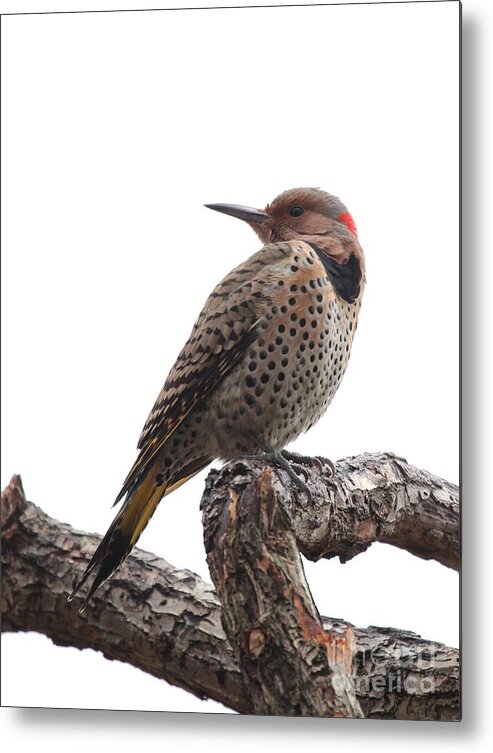Nature Metal Print featuring the photograph Northern Flicker #9 by Jack R Brock