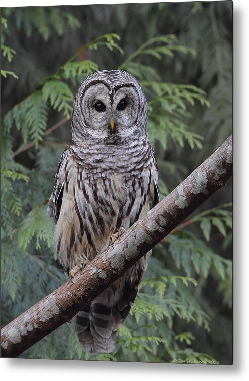 Barred Owl Metal Print featuring the photograph A Barred Owl by Daniel Behm