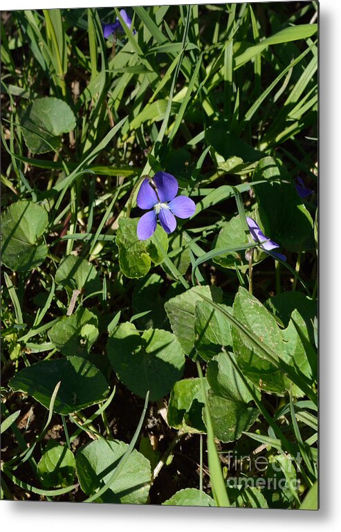 Indiana Metal Print featuring the photograph A Violet by Alys Caviness-Gober