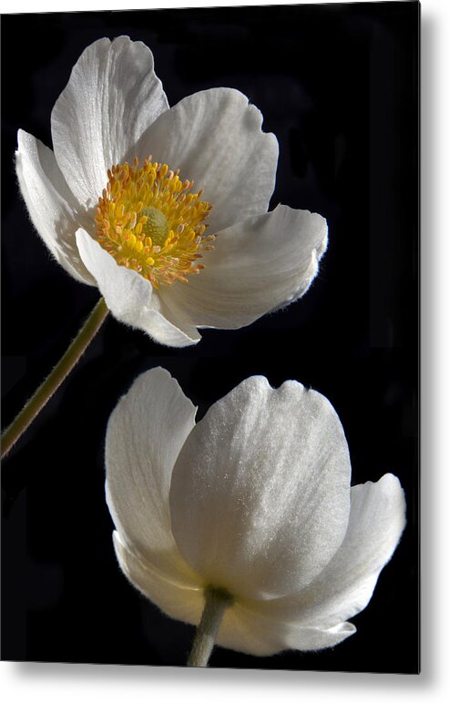 Japanese Anemone Metal Print featuring the photograph Above And Below. by Terence Davis