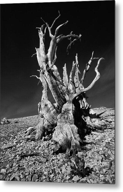 Alive Metal Print featuring the photograph Ancient Bristlecone Pine Tree Clings by Jerry Ginsberg