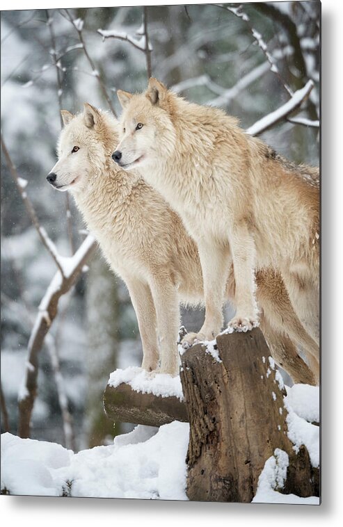 Snow Metal Print featuring the photograph Arctic Wolves Pack In Wildlife, Winter by 4fr
