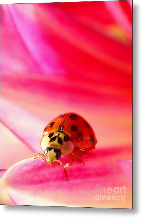 Red Metal Print featuring the photograph Asian Lady Beetle 2 by Amanda Mohler