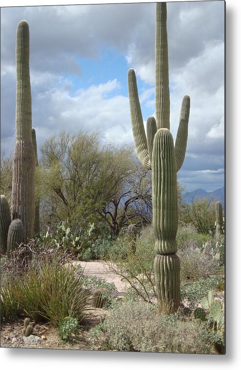 Saguaros Metal Print featuring the photograph Attention by Susan Woodward