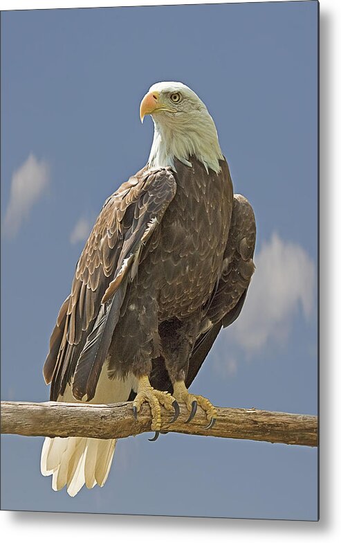 Bald Eagle Metal Print featuring the photograph Bald Eagle Portrait by John Vose