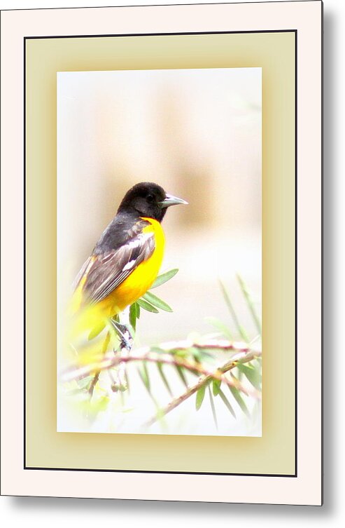 Baltimore Oriole Metal Print featuring the photograph Baltimore Oriole 4348-11 - Bird by Travis Truelove