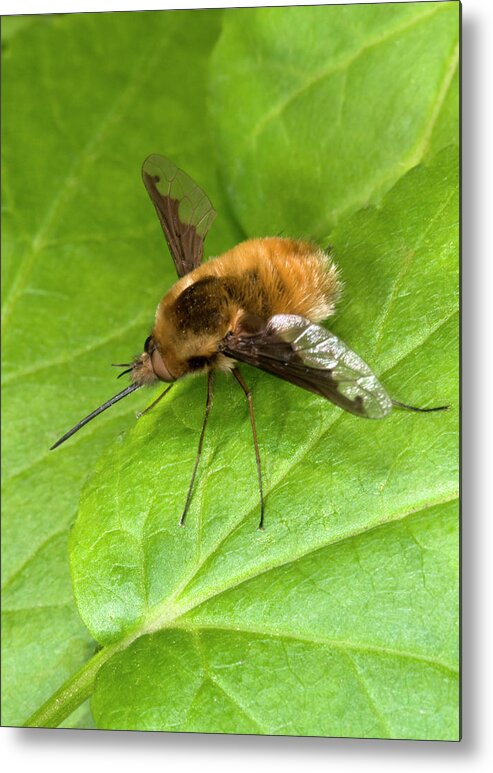 Insect Metal Print featuring the photograph Bee-fly by Nigel Downer