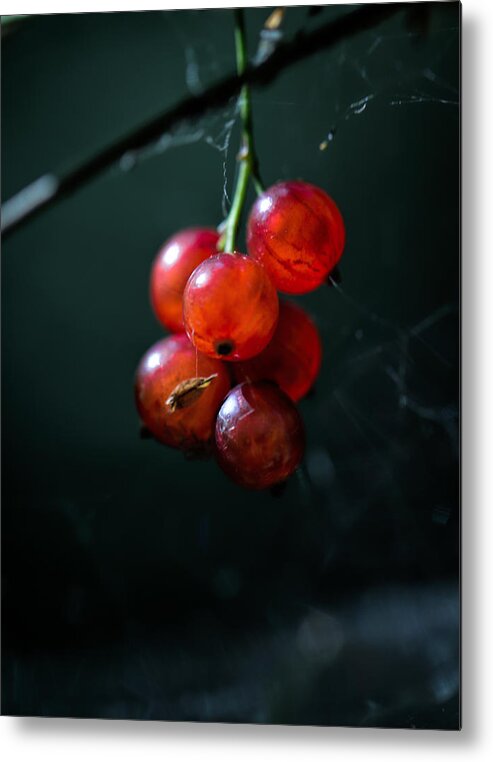 Berry Metal Print featuring the photograph Berries by Leif Sohlman