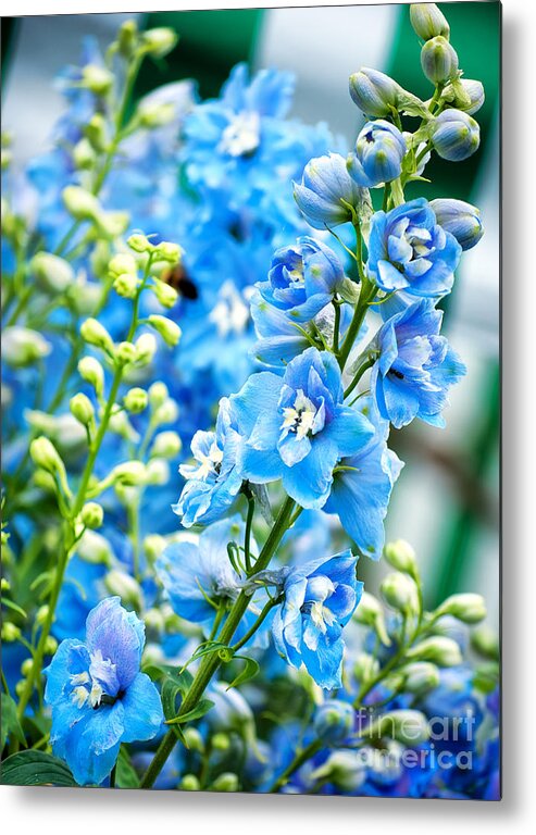 Natural Metal Print featuring the photograph Blue Flowers by Antony McAulay