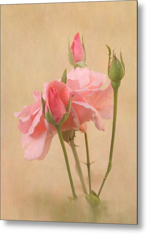 Rose Metal Print featuring the photograph Blushing Pink by Angie Vogel