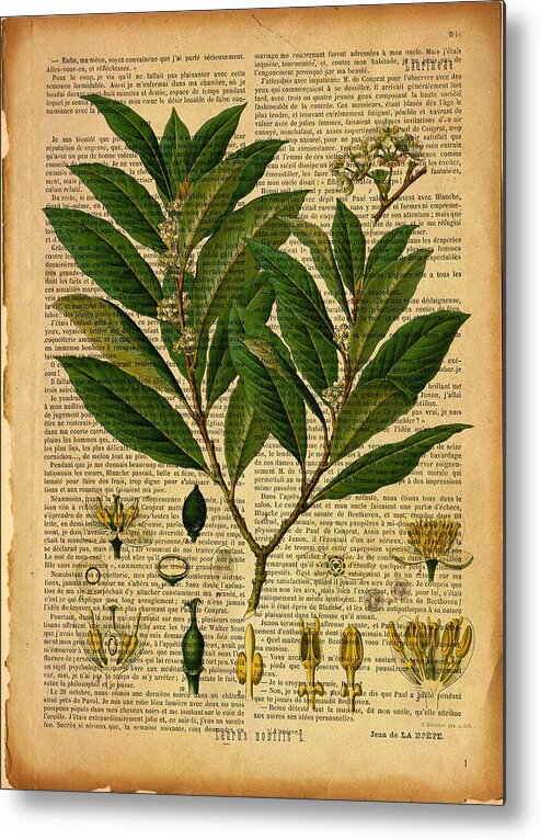 Botanical Metal Print featuring the digital art Botanical print on old page 2 by Lilia S
