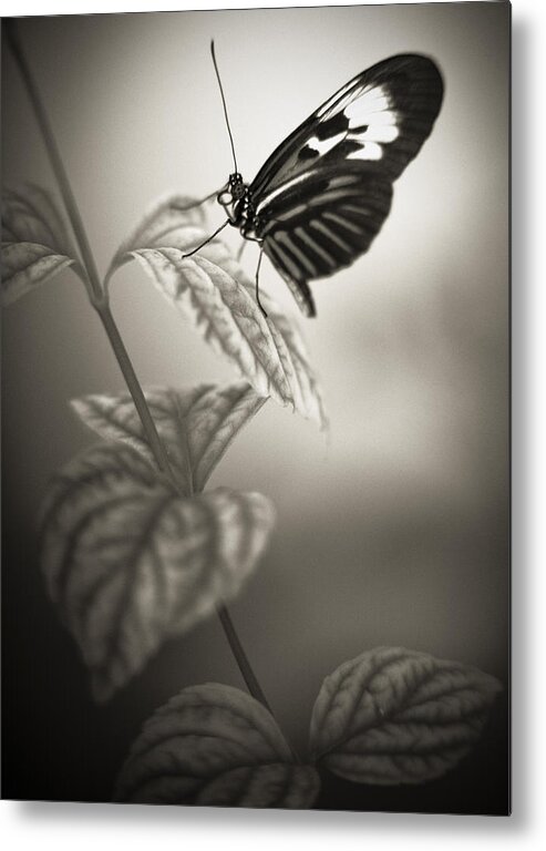 Florida Metal Print featuring the photograph Butterfly Warm Black And White by Bradley R Youngberg