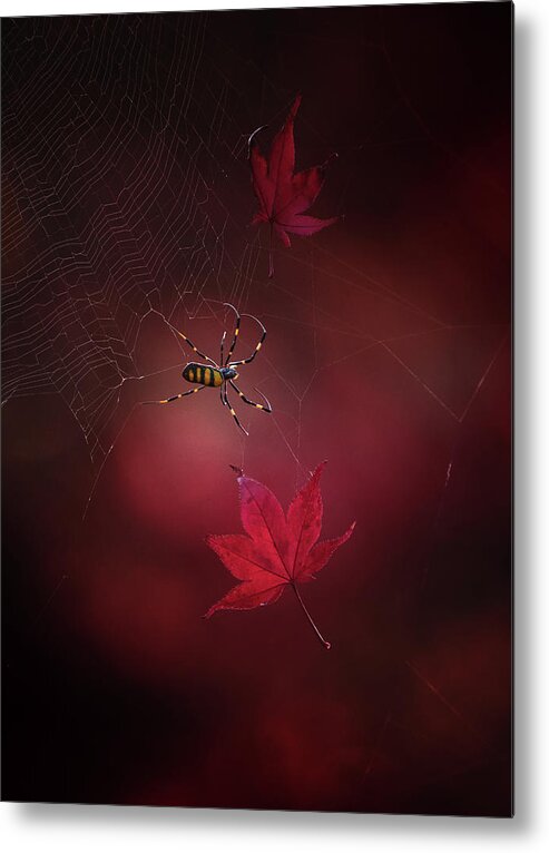Spider Metal Print featuring the photograph Captured Red by Takashi Suzuki