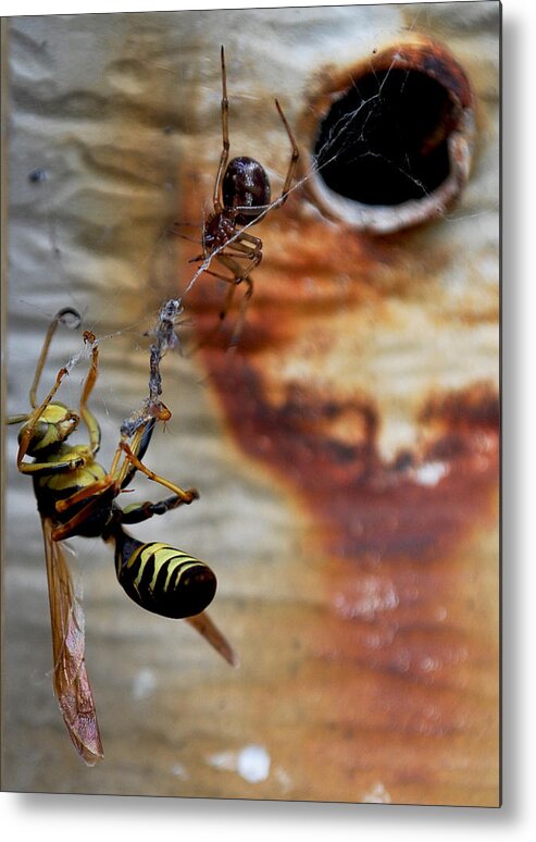 Becky Furgason Metal Print featuring the photograph #caught by Becky Furgason