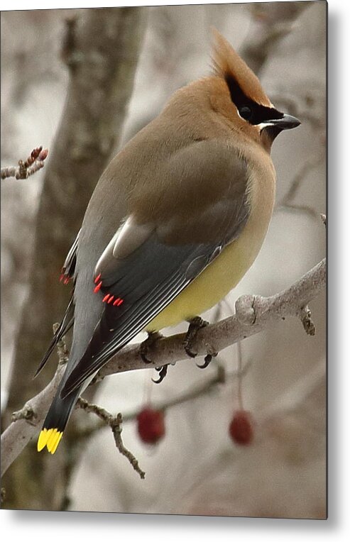 Wildlife Metal Print featuring the photograph Cedar Waxwing by Dale Kauzlaric