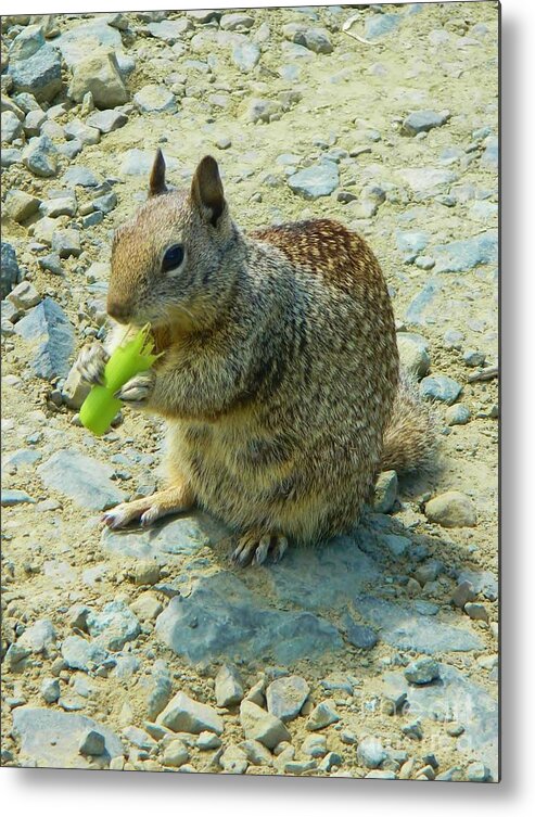 Nature Metal Print featuring the photograph Cellery Squirrel by Gallery Of Hope 
