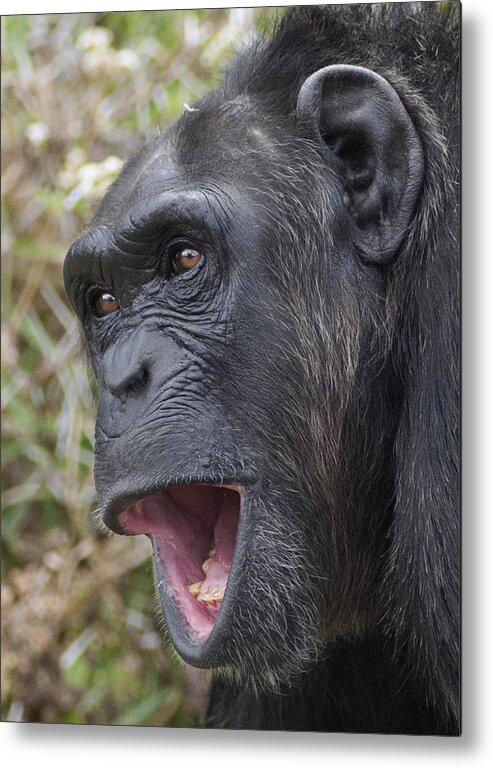 Feb0514 Metal Print featuring the photograph Chimpanzee Calling Kenya by D. & E. Parer-Cook