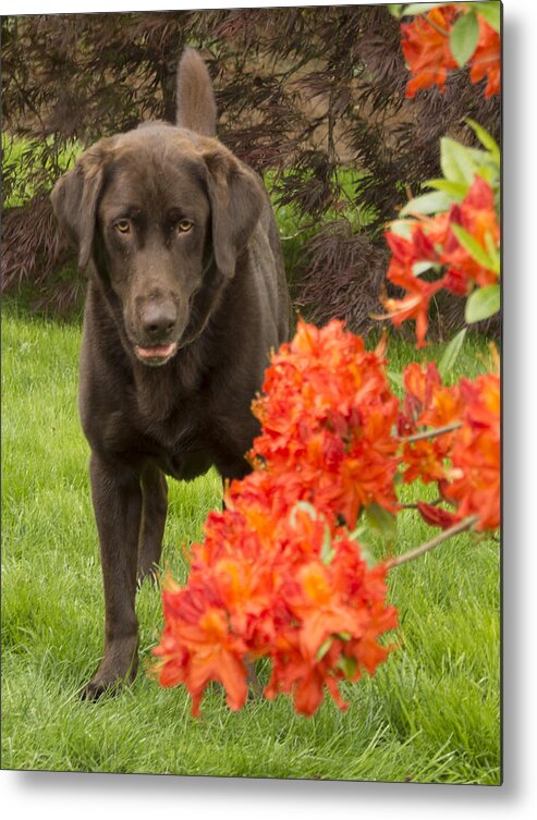 Lab Metal Print featuring the photograph Chocolate Lab in Azaleas by Jean Noren