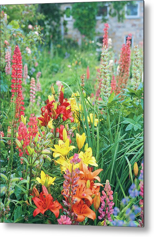 No People Metal Print featuring the photograph Close-up View Of Colourful Flowers by Derek Fell