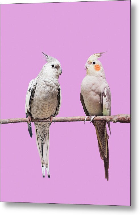 Pets Metal Print featuring the photograph Cockatiel Parrots by Larry Washburn