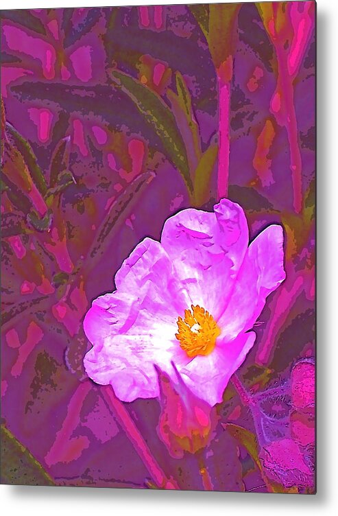 Rock Rose Metal Print featuring the photograph Color 2 by Pamela Cooper