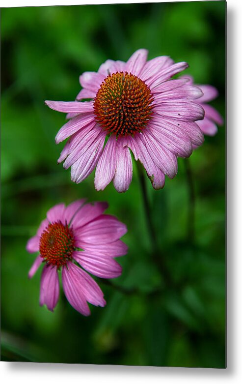 Cone Flowers Metal Print featuring the photograph Cone Flowers by Louise St Romain