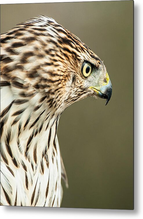 Coopers Hawk Metal Print featuring the photograph Coopers Hawk by Jim Zablotny