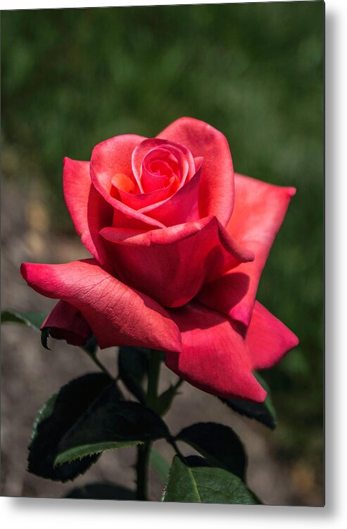 Rose Metal Print featuring the photograph Coral Rose by Arlene Carmel