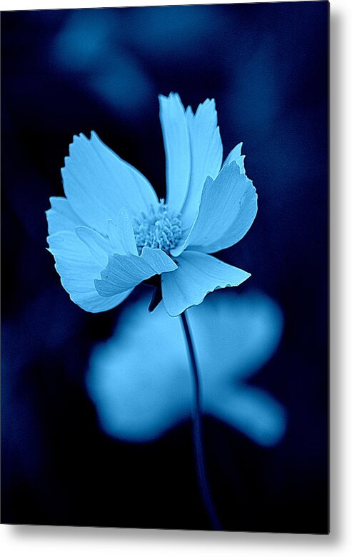 Art Metal Print featuring the photograph Cosmos Blue on Black by Joan Han