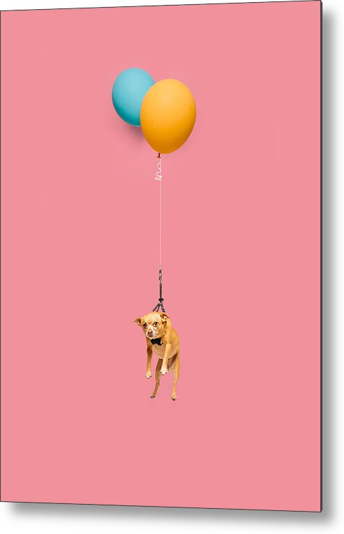 Pets Metal Print featuring the photograph Cute Dog Tied To A Balloon And Floating by Ian Ross Pettigrew