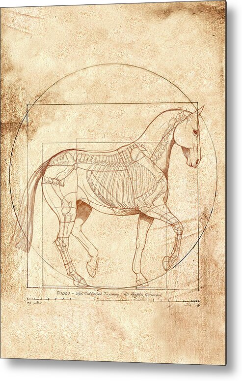 Equine Metal Print featuring the painting da Vinci Horse in Piaffe by Catherine Twomey