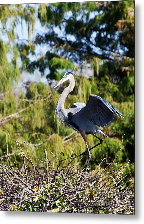 Dancing Heron Metal Print featuring the photograph Dancing Heron by Michelle Constantine