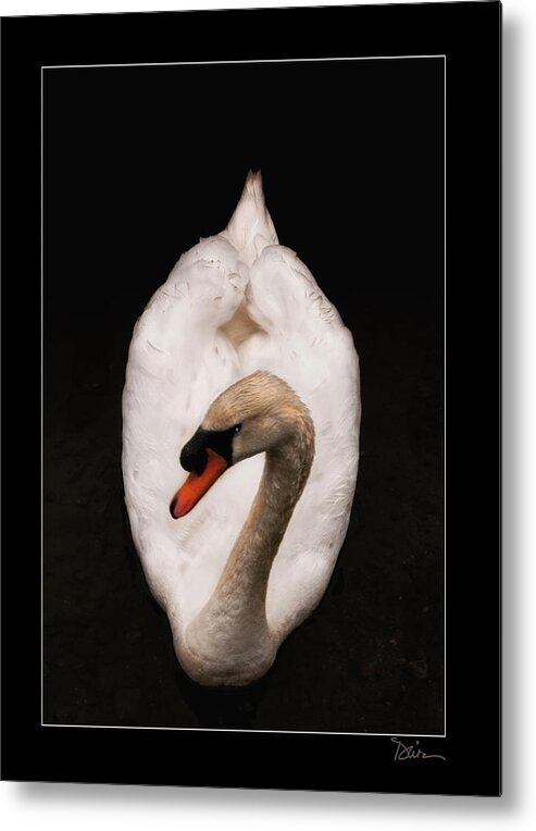 Swan Metal Print featuring the photograph Elegant Swan by Peggy Dietz