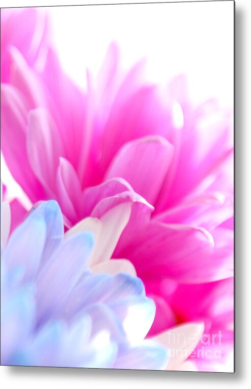 Gerbera Metal Print featuring the photograph February 13th by Jennifer Camp