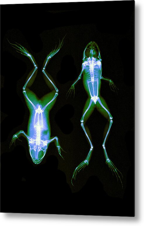 History Metal Print featuring the photograph Frogs, X-ray, 1896 by Science Source