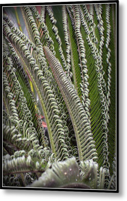 Sago Metal Print featuring the photograph Fronds Gone Wild by Farol Tomson