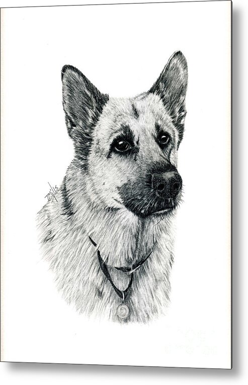 Dog Metal Print featuring the drawing German Shepherd by Terri Mills