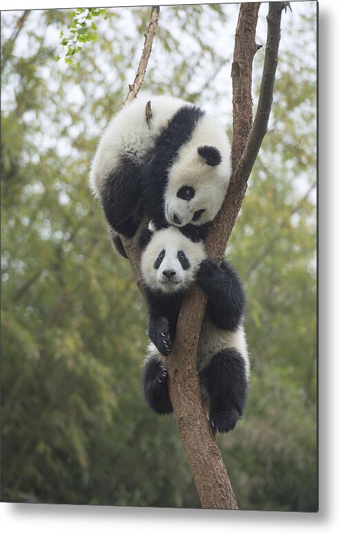Katherine Feng Metal Print featuring the photograph Giant Panda Cubs Playing Chengdu by Katherine Feng