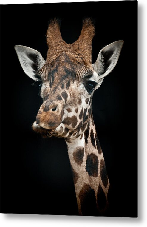 Animal Metal Print featuring the photograph Giraffe by Chris Boulton