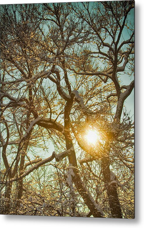 Trees Metal Print featuring the photograph Golden Branches In The Snow by James BO Insogna