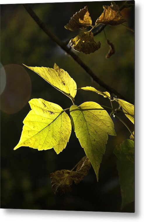 Leaves Metal Print featuring the photograph Golden Leaves by Craig Burgwardt