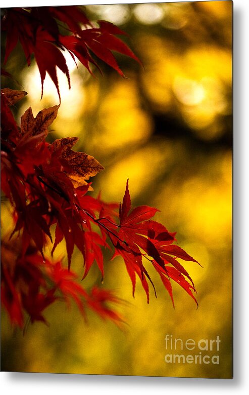 Leaves Metal Print featuring the photograph Graceful Leaves by Mike Reid