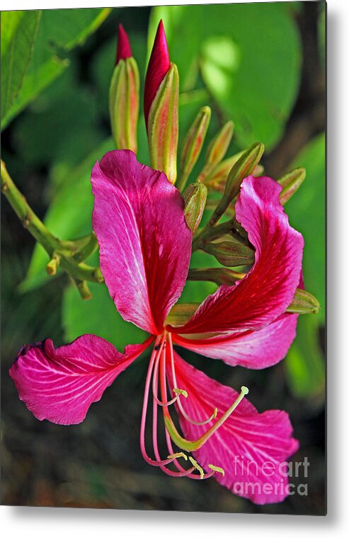 Orchid Metal Print featuring the photograph Hong Kong Orchid Tree single and Buds by Larry Nieland